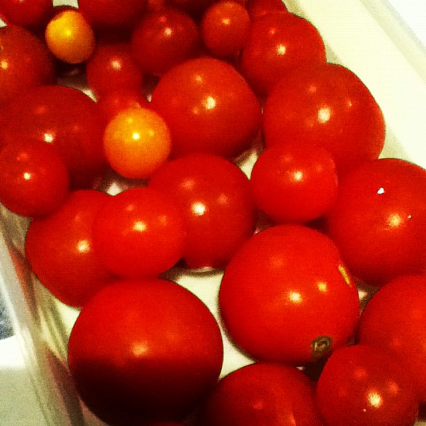 農園のトマトが少しだけどまだとれたんで、