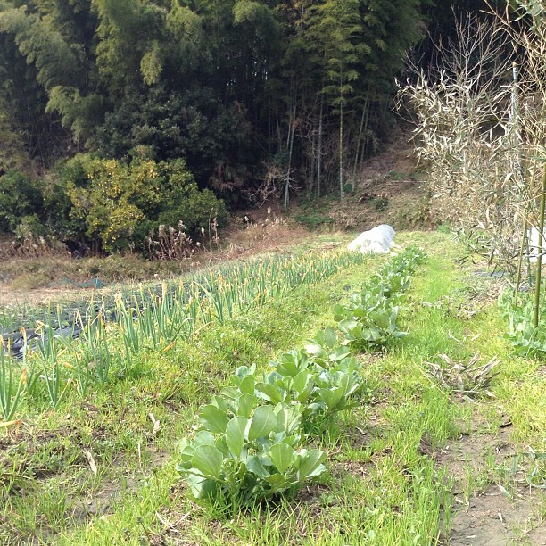 そら豆とニンニクが育ってます。そら豆の収穫は5月。ニンニクは6月かなあ