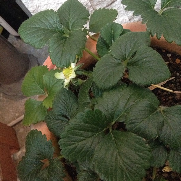 店先のイチゴに花が咲いている。