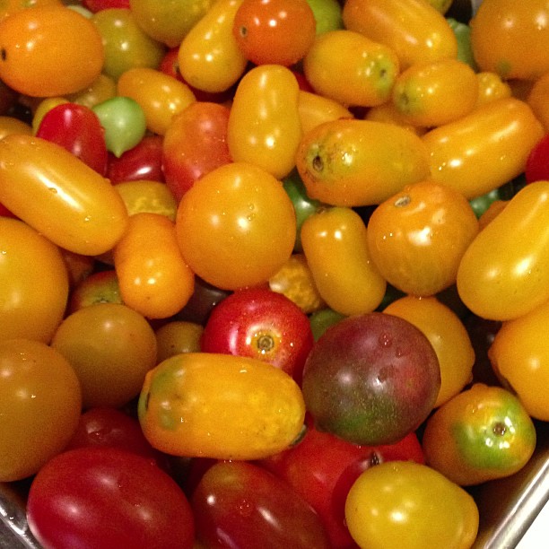 くまちゃん農園のトマト