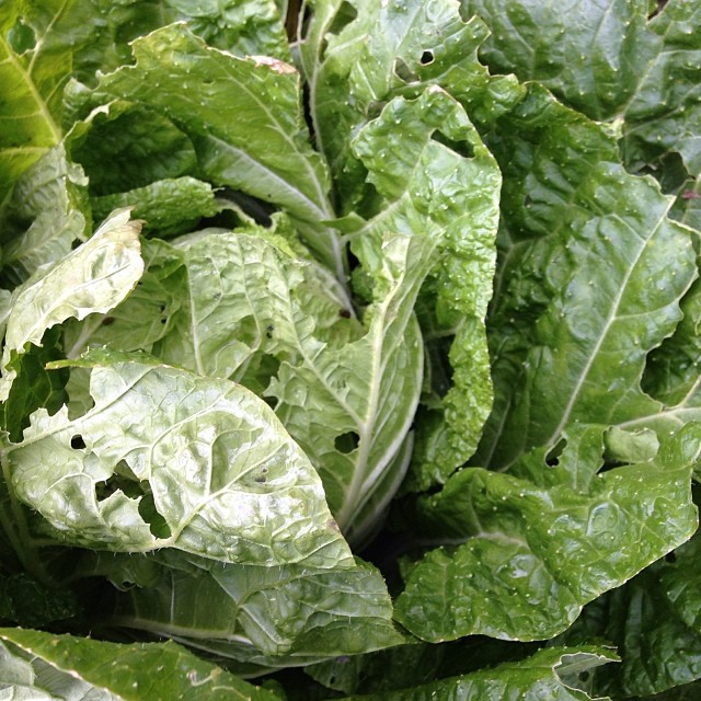 ようやく今年初の白菜ゲット