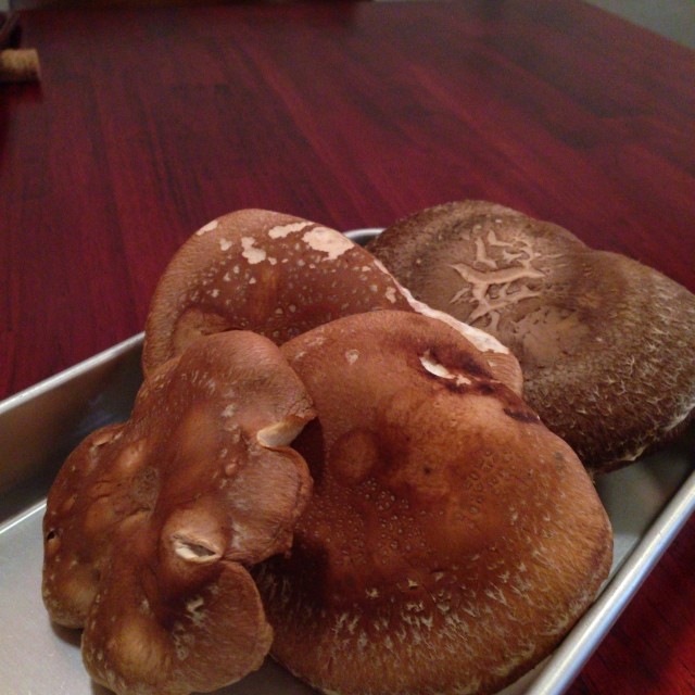 今年初物の畑の原木しいたけ、まずは鍋にして自分らでいただきー