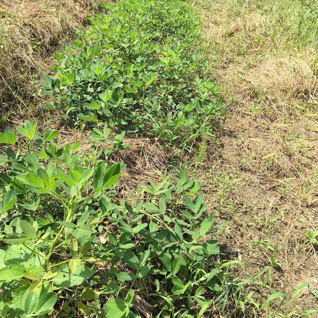 今年は落花生が採れるかも？！毎年生育途中で獣にやられていたんで...