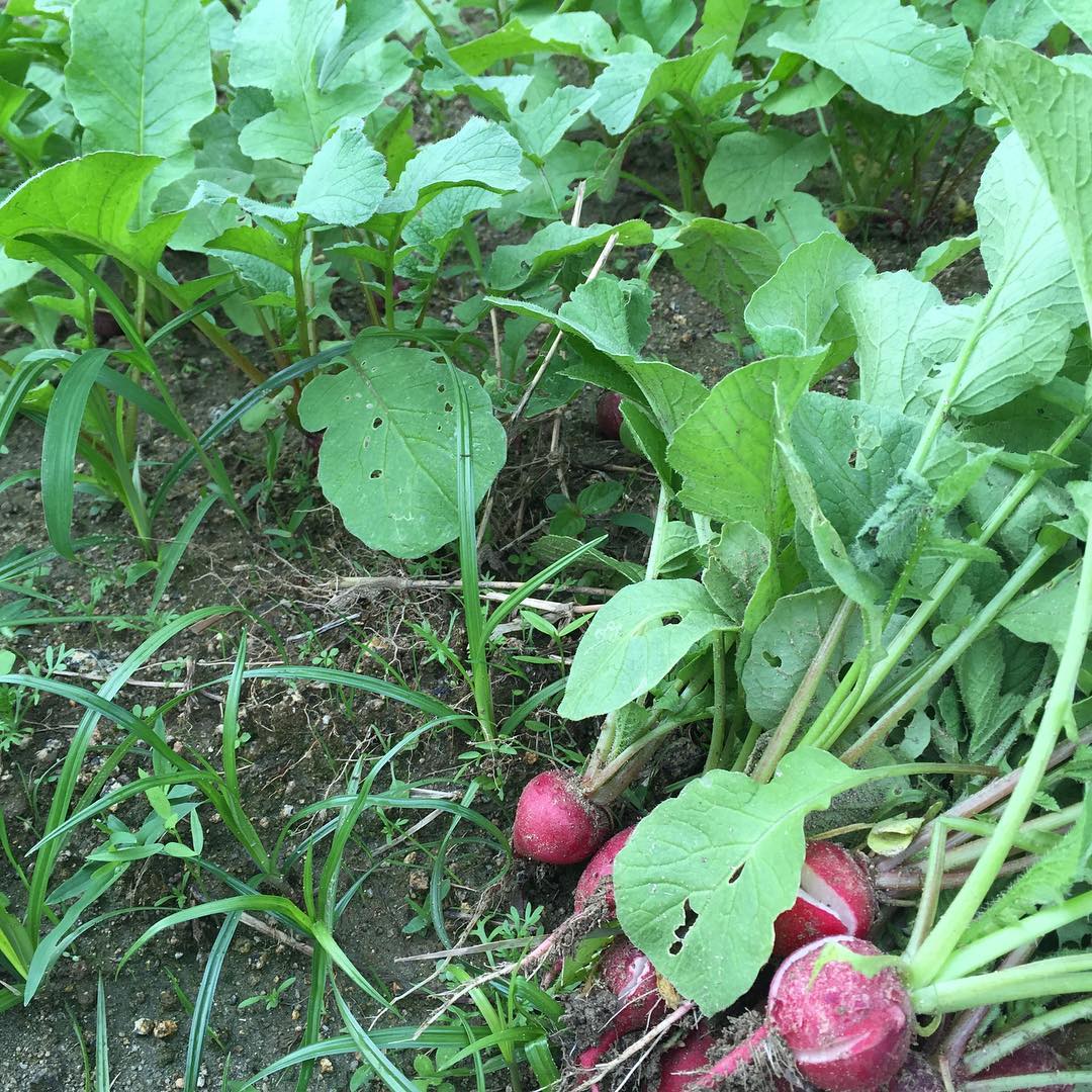 ラディッシュは生育が早い二十日大根とはその名の通り