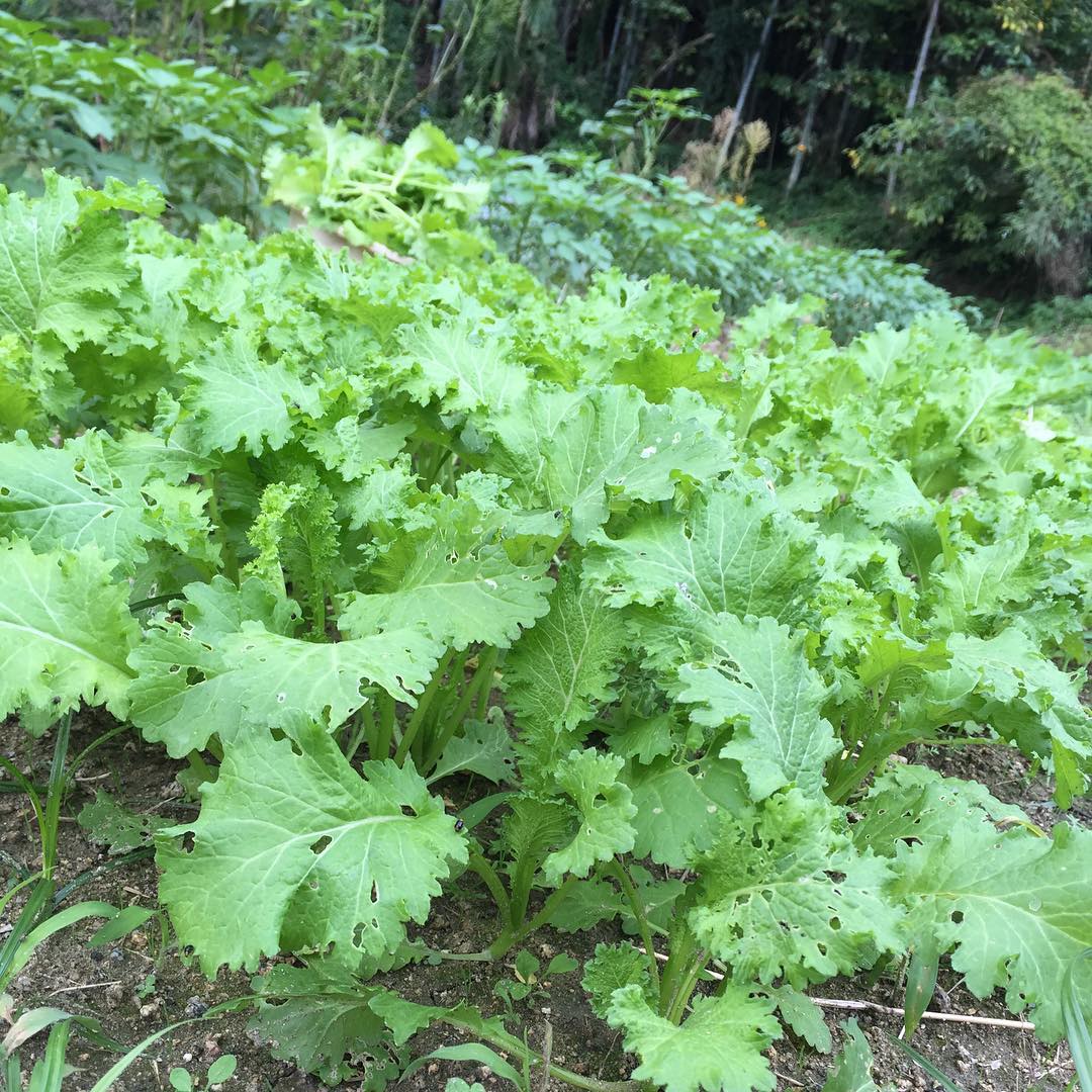 ちょっと大きくなったからし菜。もっと大きくなるように間引く。間引き菜は今日のサラダへ。