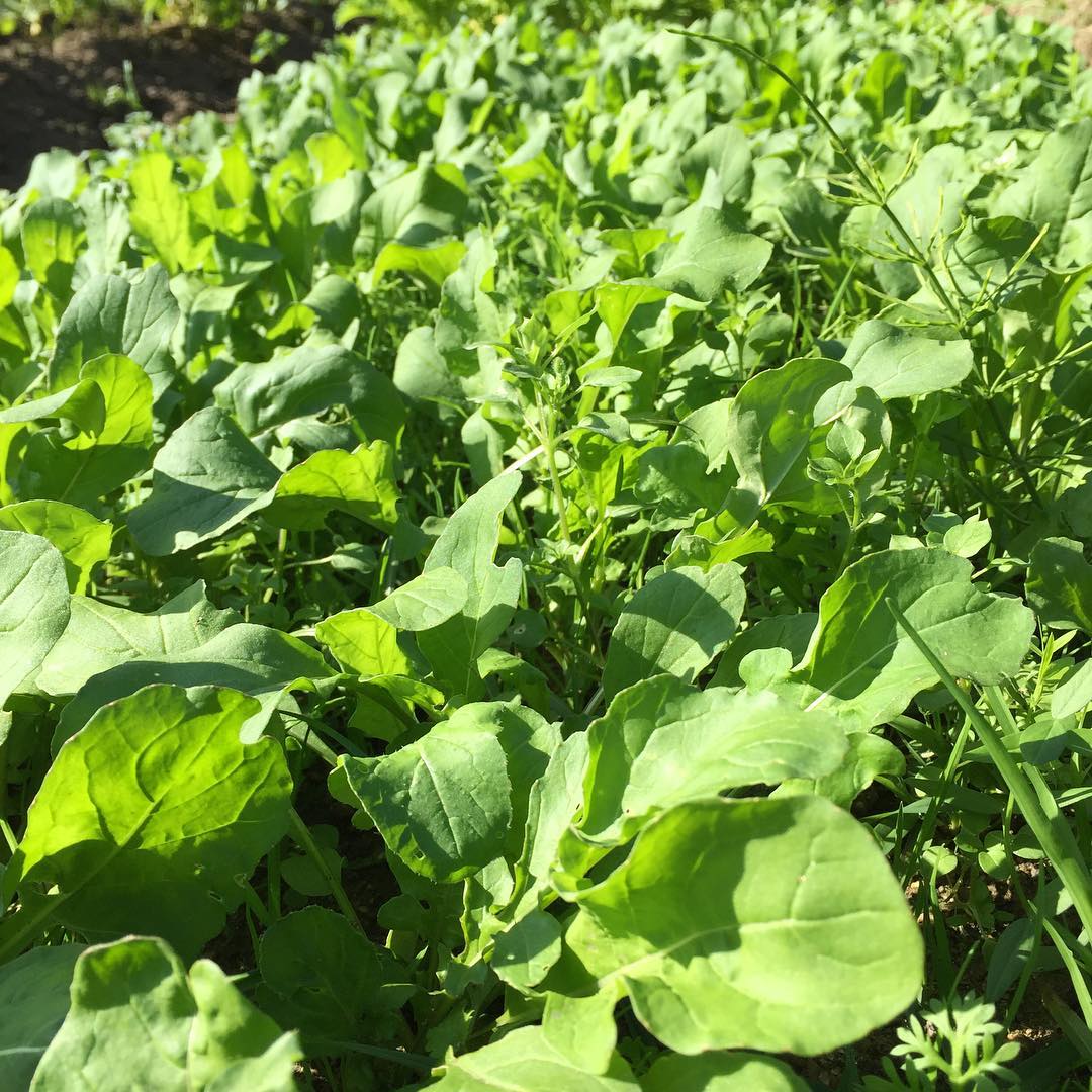 ルッコラがそこそこ収穫出来るくらい成長。27日のパンに使ってもらおっと！