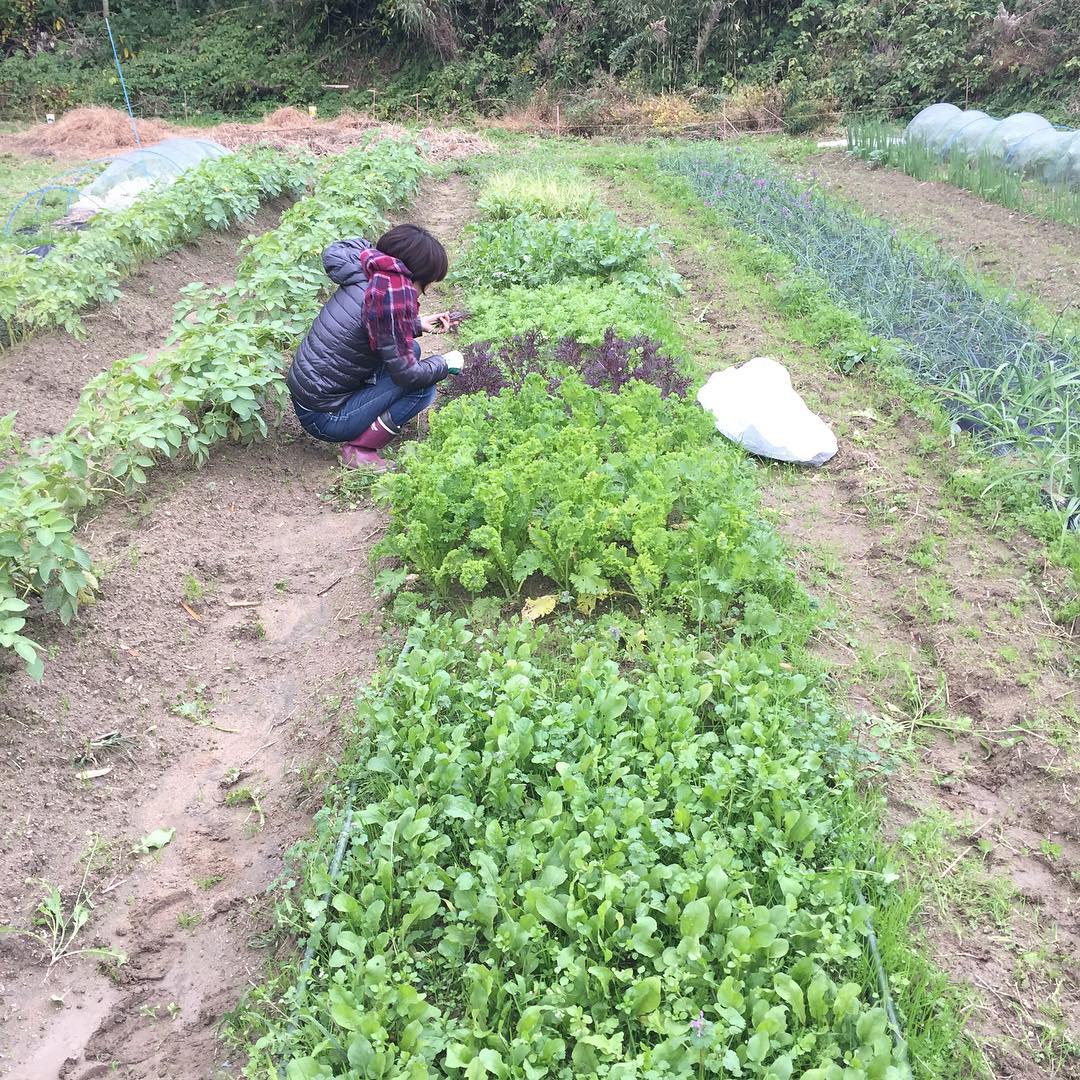 日曜日のイベント用に葉物をつんでます。サンドイッチに挟んでもらいます！寒くて天気悪そうですが、もちろん雨天決行です！あったかいスープも作ってみなさんお待ちしてますm(_ _)m