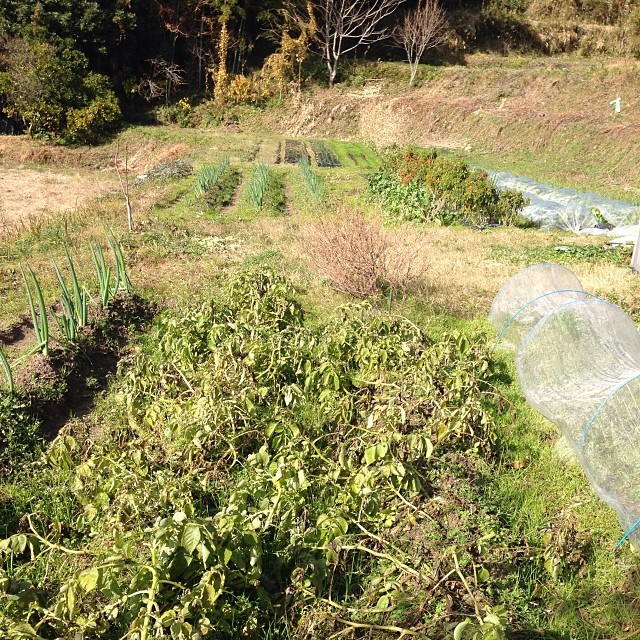 今の畑、今季はいろいろとれてます。