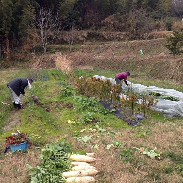 明日の野菜販売会で販売する野菜を収穫中