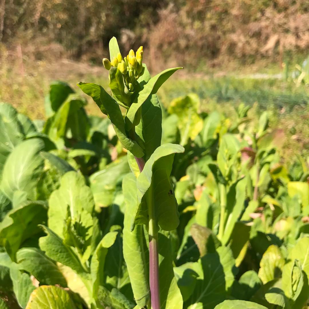 小松菜に菜の花ゲット！