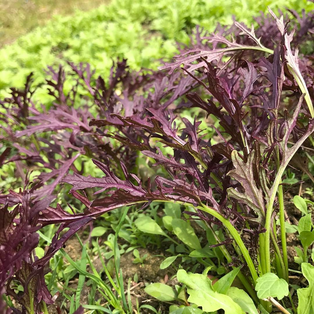 2月にまいた種、ひと月でこのくらい。#赤リアスからし菜
