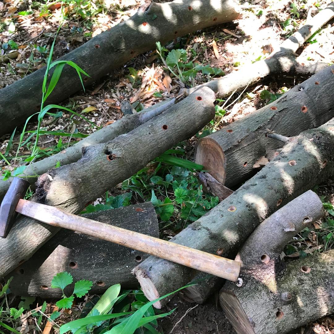 原木しいたけの種駒を打ってまーす。今秋に出ればいいなぁ