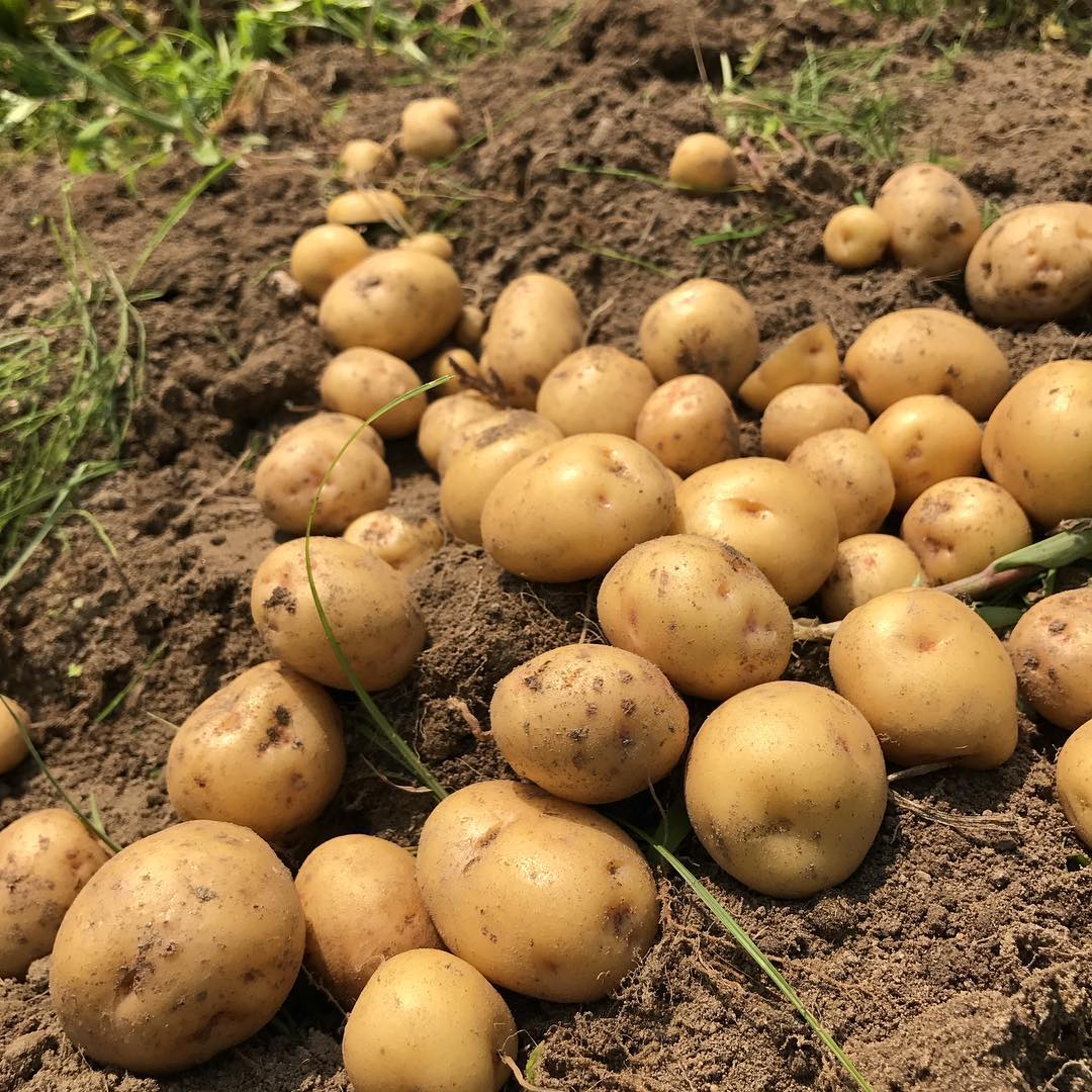 じゃがいも(キタアカリ)#小粒#試し掘り#梅雨前に収穫