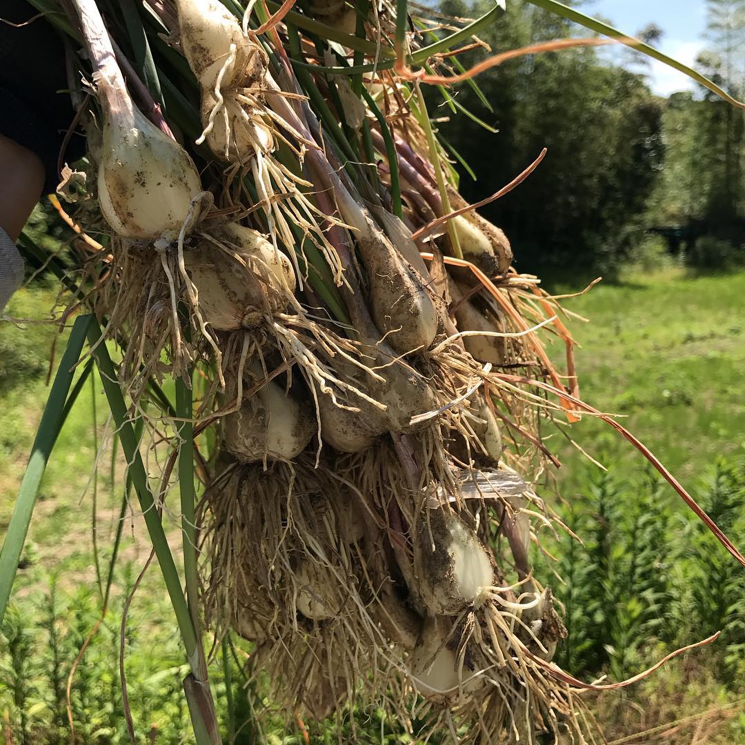 去年獲ったラッキョウから今年も実をつけた。#収穫#おかかと炒めると美味しい#サラダに入れる