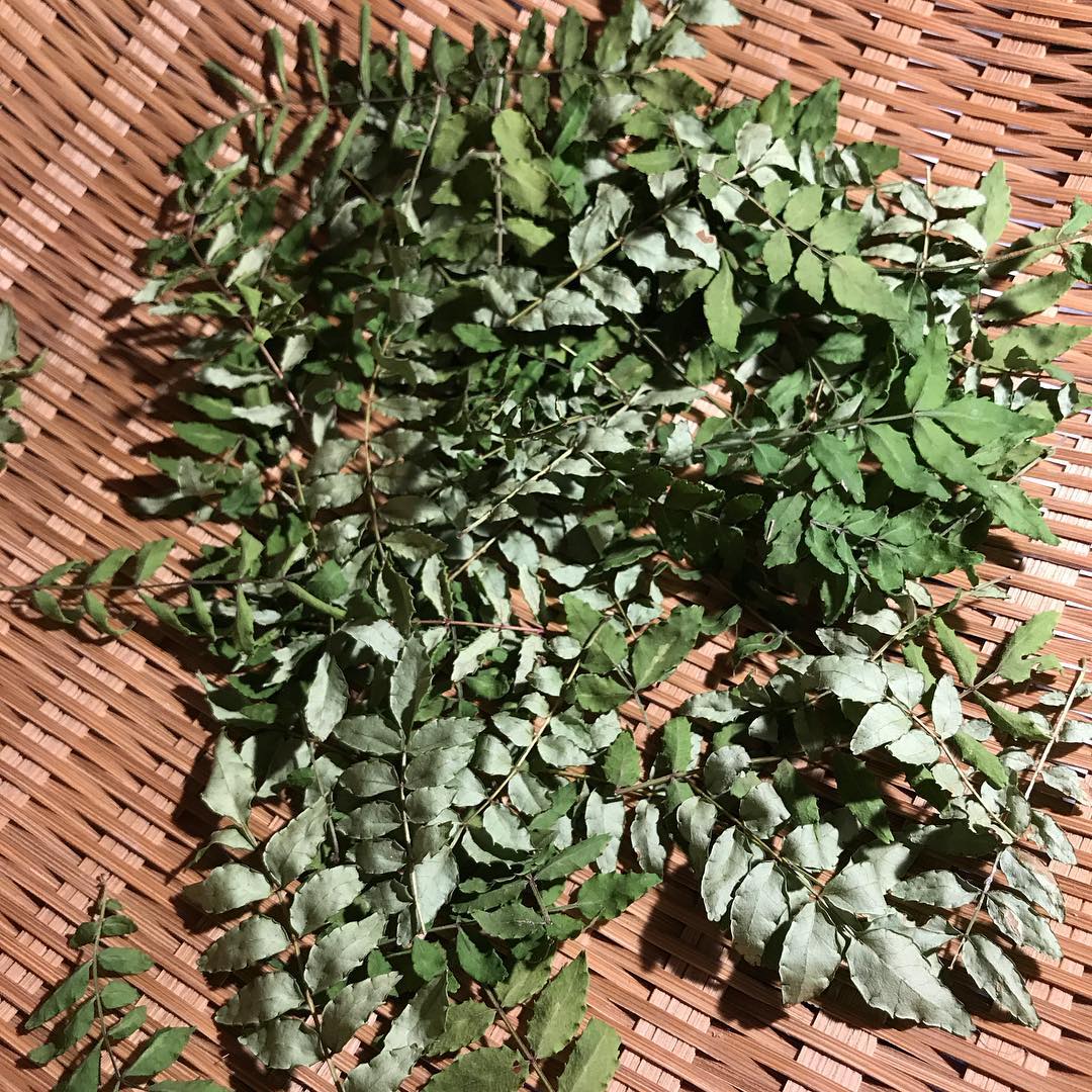 木の芽を乾燥させて粉にしてみる。#自家製の粉山椒#くまちゃん農園#うまくいくのか！？