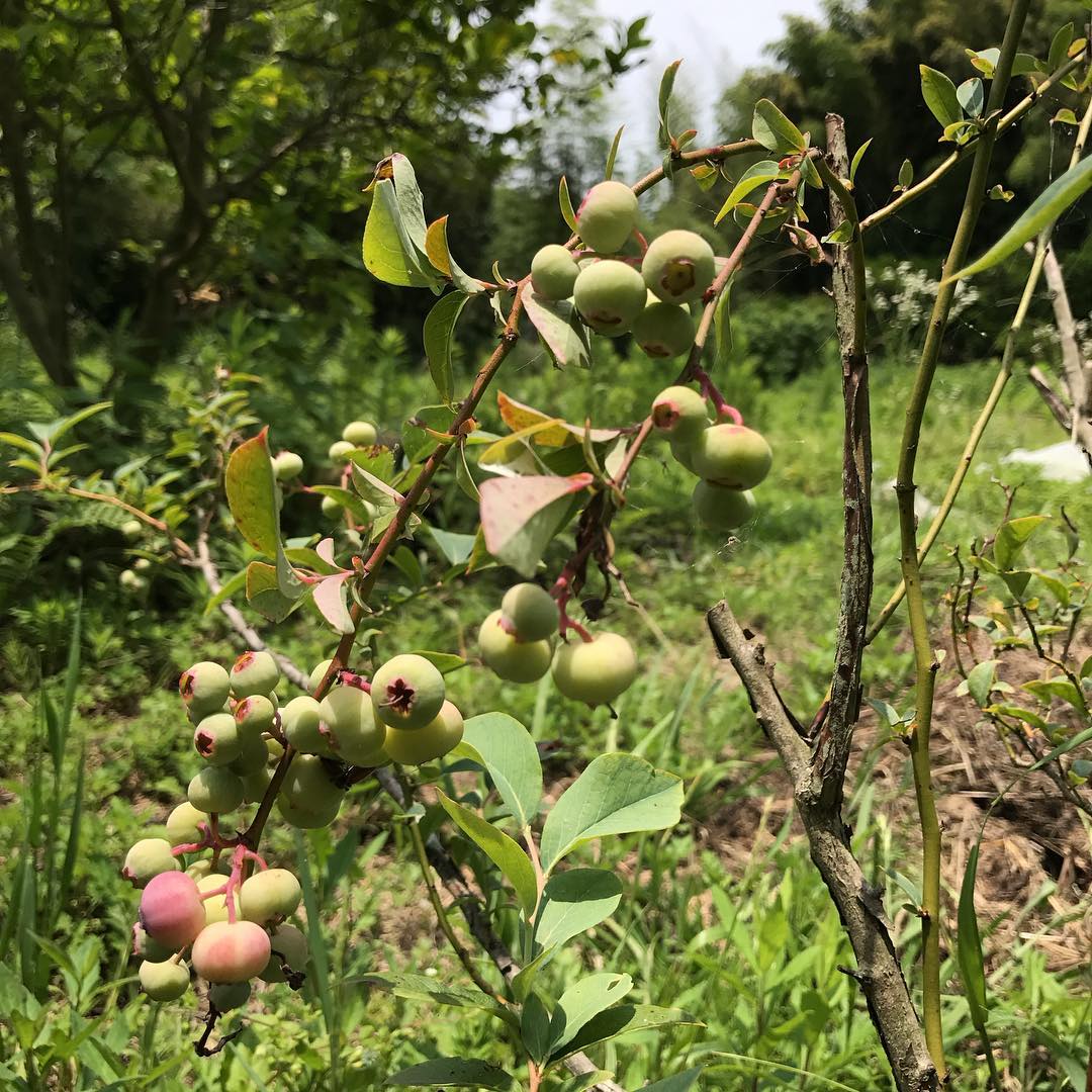 ブルーベリー#ヴェレゾン#色付き