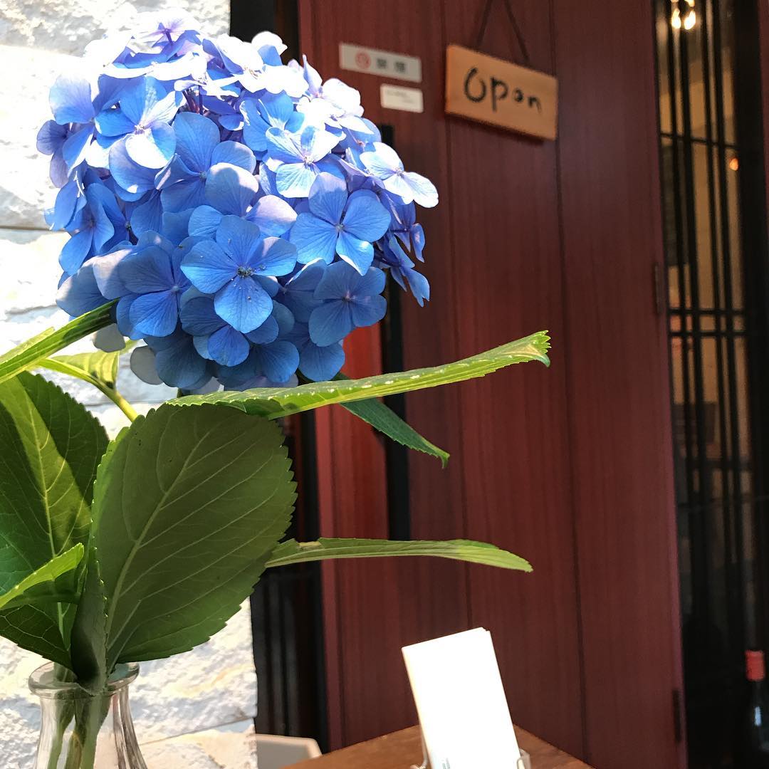 紫陽花がお出迎えします。#綺麗#今の季節#イルフェソワフ #焼鳥