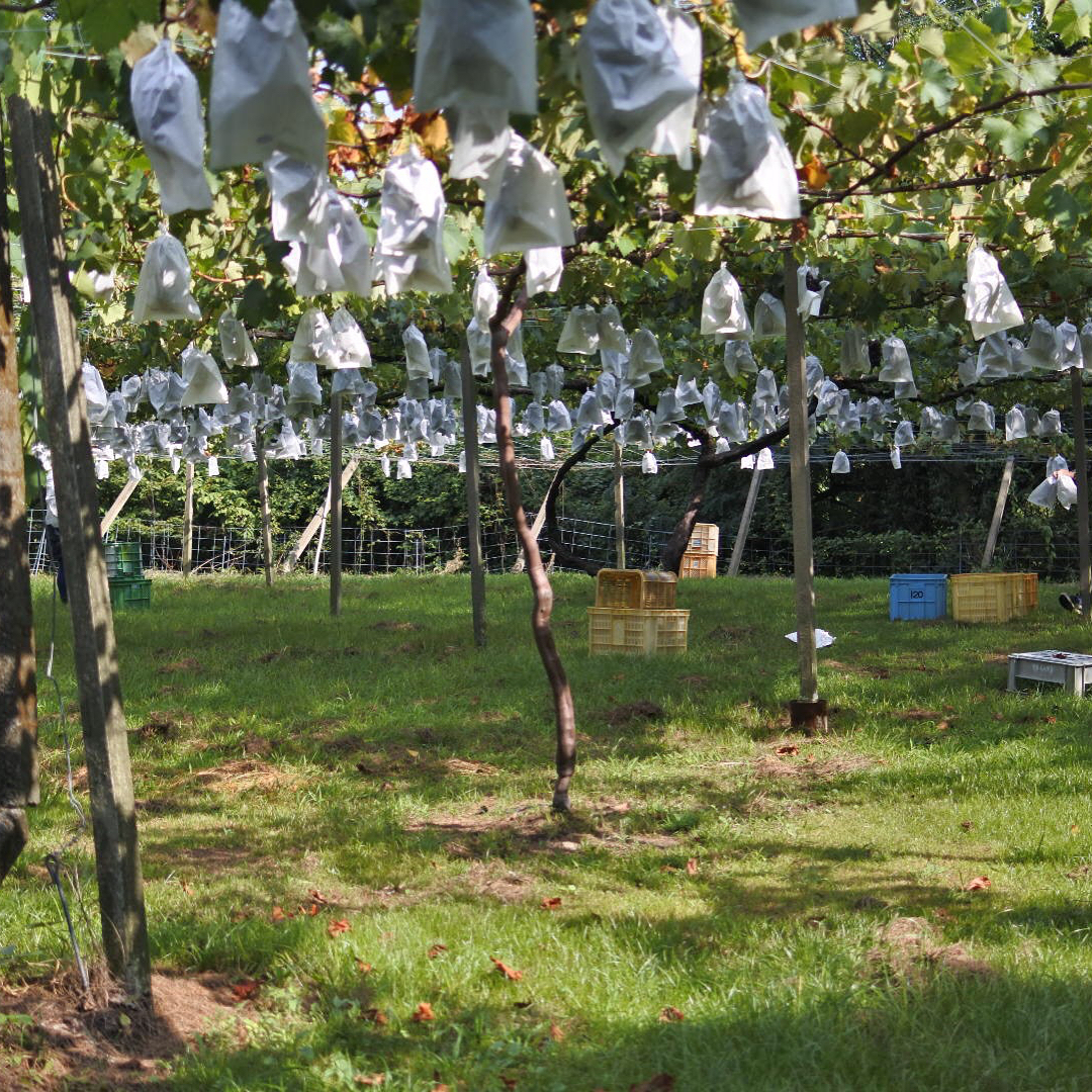 本日8月21日の月曜日は、田主丸にてワイン造り研修の為、お休みをいただいております。よろしくお願いします。#イルフェソワフ#ワイン造り#田主丸