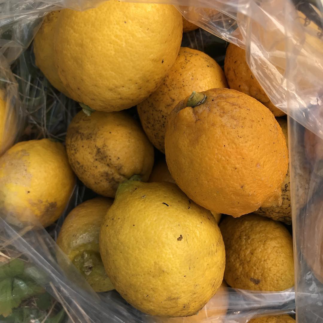 リモンチェッロ用のレモンを収穫！放任でもなってくれる