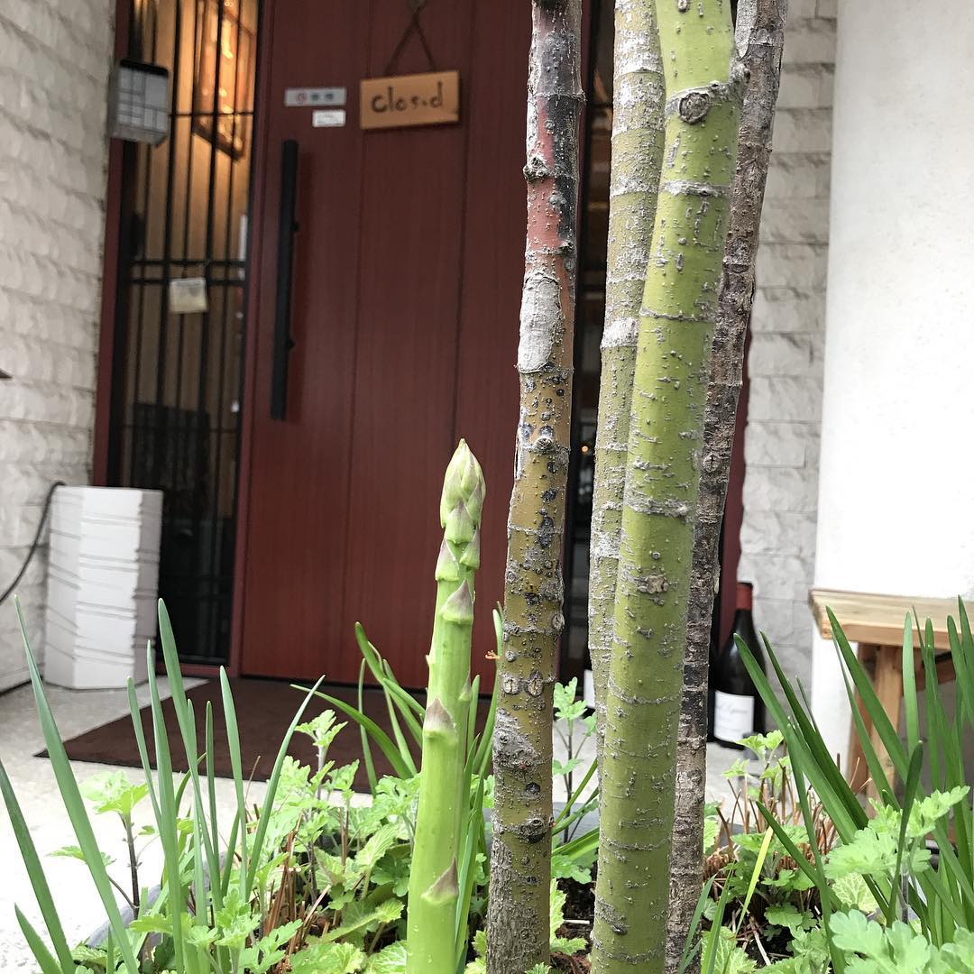 春ですね。#芽吹きの季節#間違いさがし#極太のアスパラ