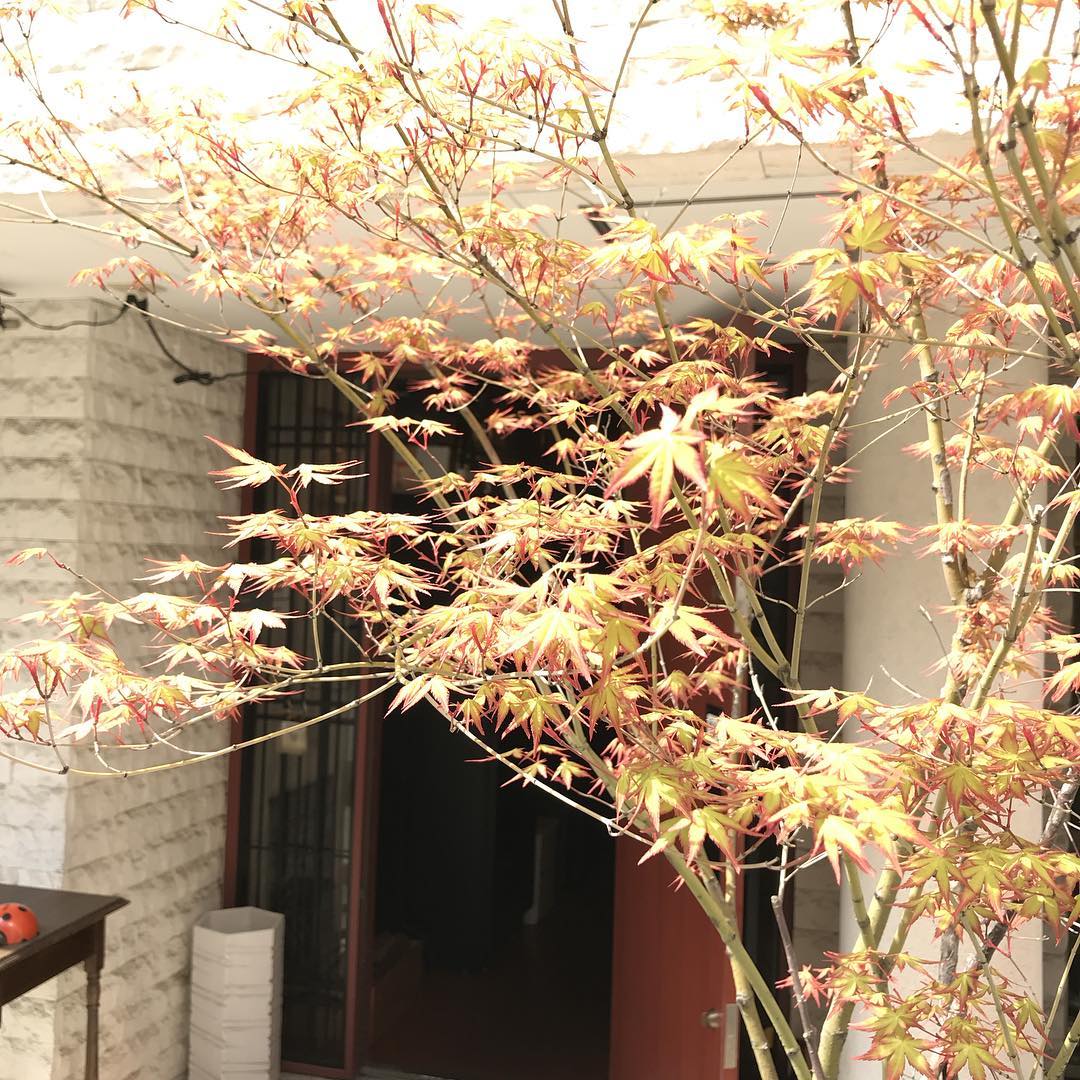 店の前のモミジも活動してます！