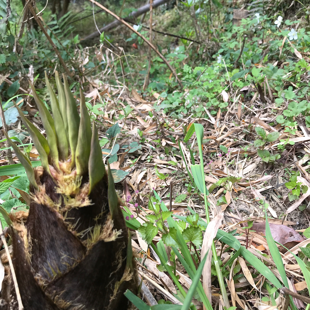 今年の初タケノコ！イノシシよりも早くゲットできたかな#豊作の予感#焼き野菜#イルフェソワフ#糸島#山椒もあるよ