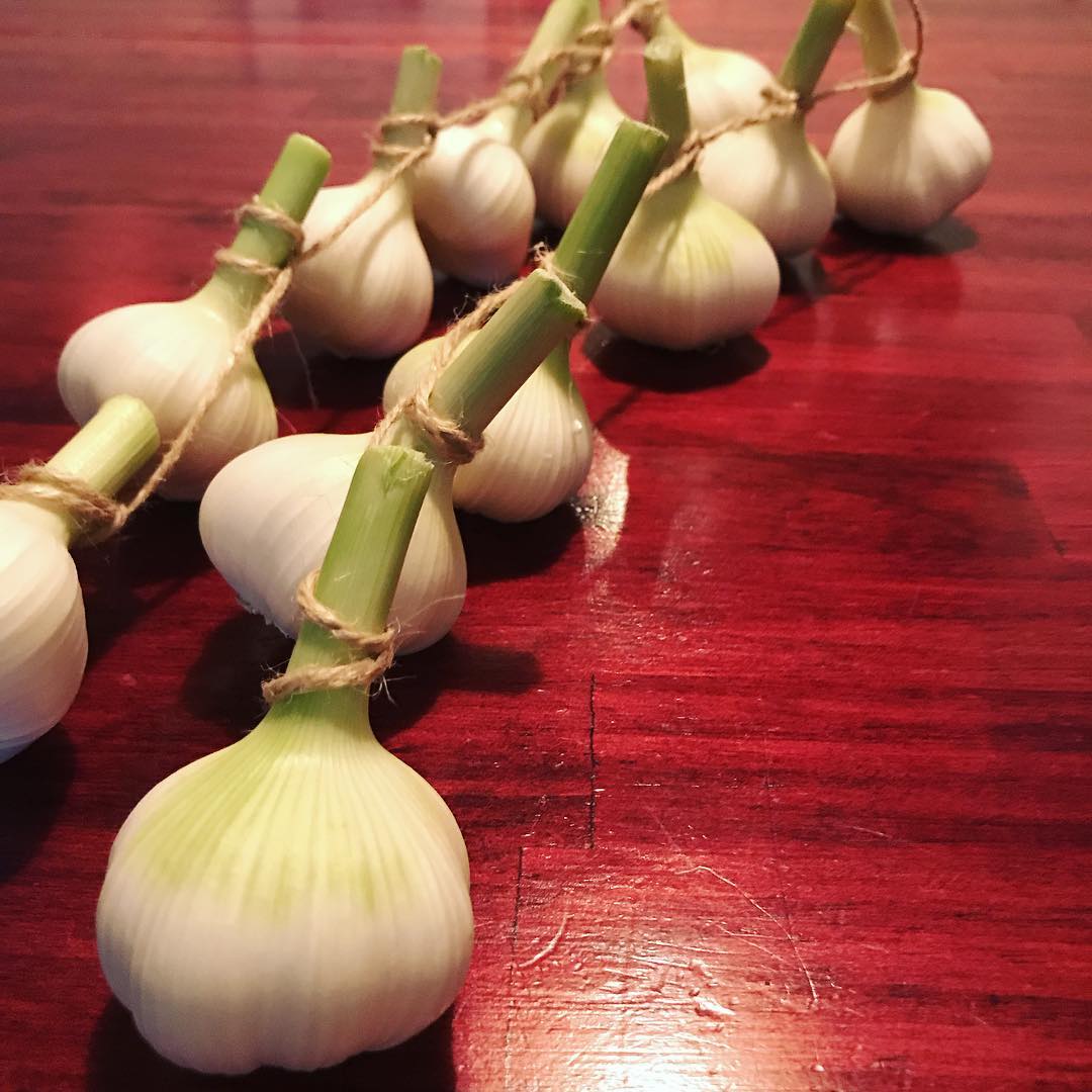 志免町、大庭さんのニンニク。丸焼きで食べたい方は言って下さい(^^)