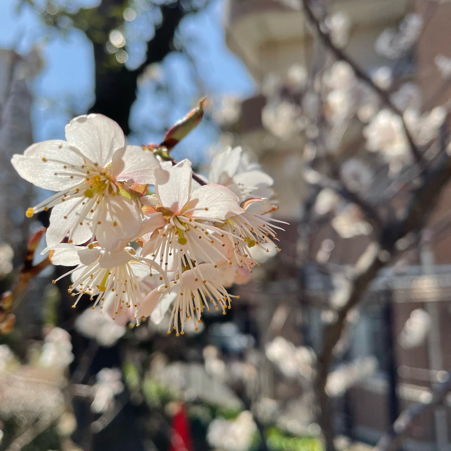 今年も近所のさくらんぼの花が咲いてます。ソメイヨシノよりも早い花見ですね今日3/4Open. 17:00Close. 23:00(OS. 22:00)明日3/5はお休みです。092-713-4550#イルフェソワフ #ワイン#日本酒 #薬院#警固#焼き鳥#ナチュラルワイン#ヴァンナチュール#自然派ワイン#さくらんぼの花