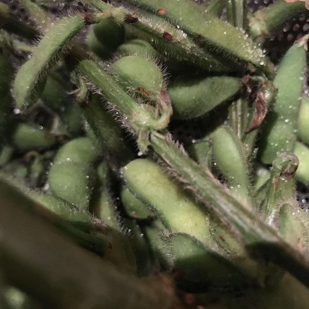 焼き枝豆が今年も始まります！炭で炙ると香ばしくなって、また違う楽しみ方ができます#枝豆#イルフェソワフ#焼鳥