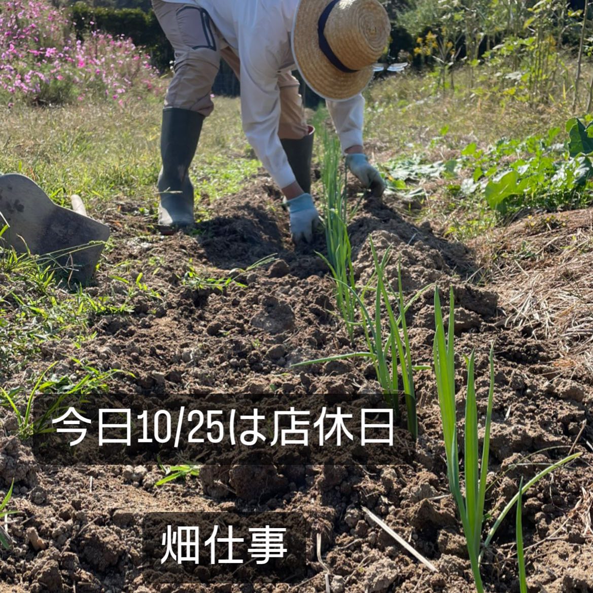 今日10/25は先日植えた根深ネギに土寄せをしています。こうやって何回か土を寄せて、太陽の光が当たらない茎の部分ができるようにすることで、あの白い部分が出来上がります。鍬を使うのも、中腰の姿勢も、これがなかなかの重労働なのだ〜#イルフェソワフ #ワイン#日本酒 #薬院#警固#焼き鳥#ナチュラルワイン#ヴァンナチュール#自然派ワイン#根深ネギの土寄せ