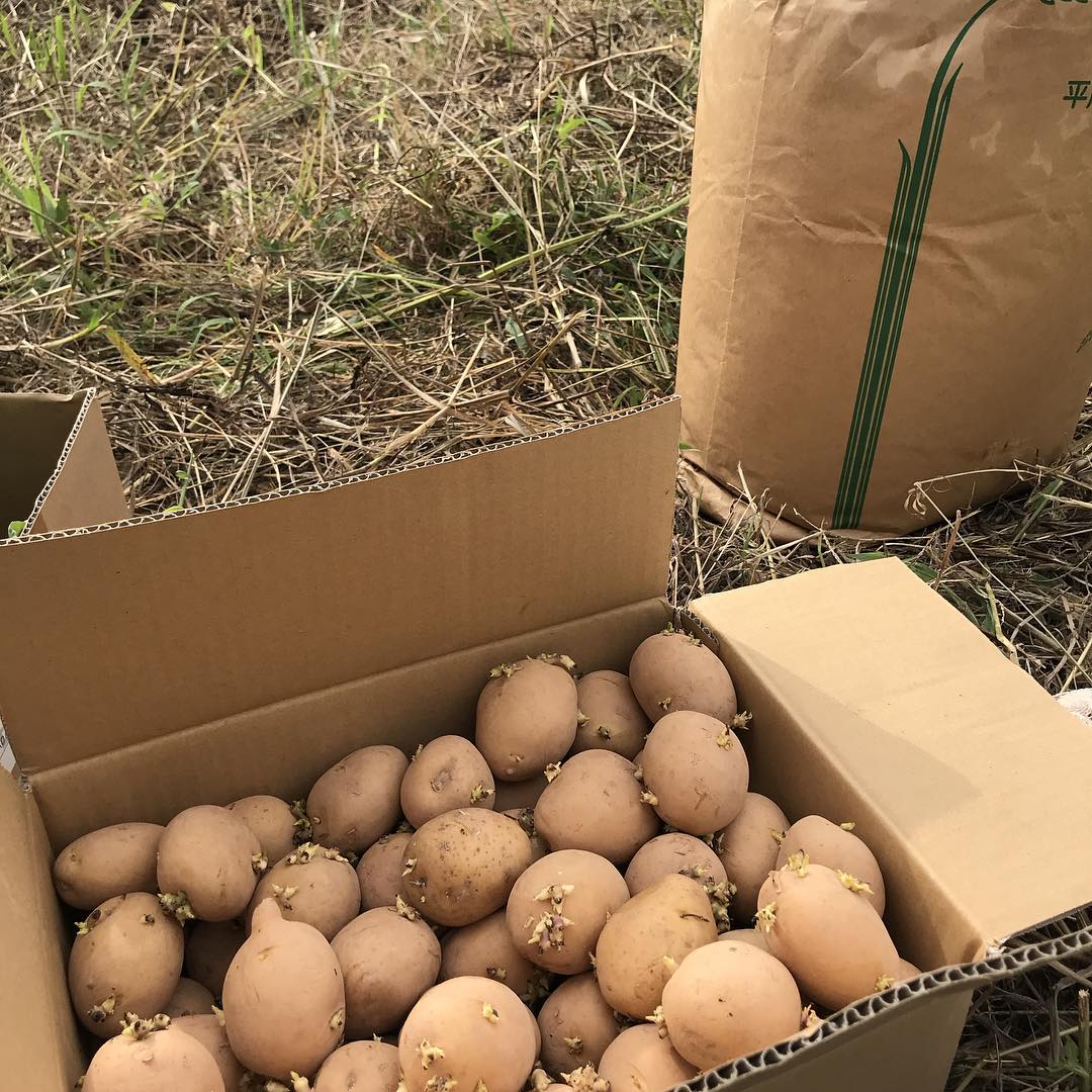 デジマの植え付け#畑仕事再始動#焼き鳥#イルフェソワフ