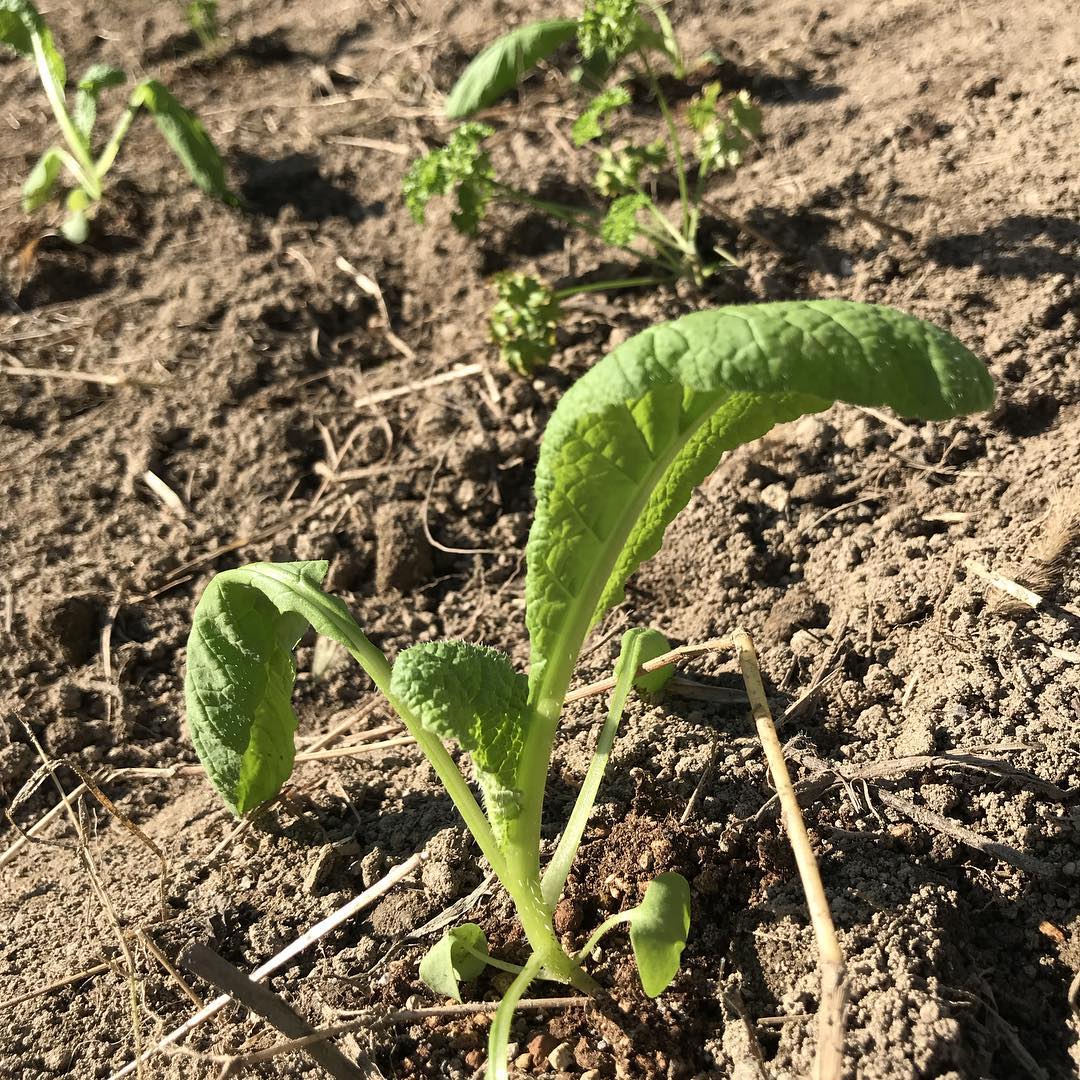 苗の植え付けも終わりの時期。今日晴れてよかったー️#秋晴れ#いい風吹いてる#焼き鳥#イルフェソワフ#かつお菜