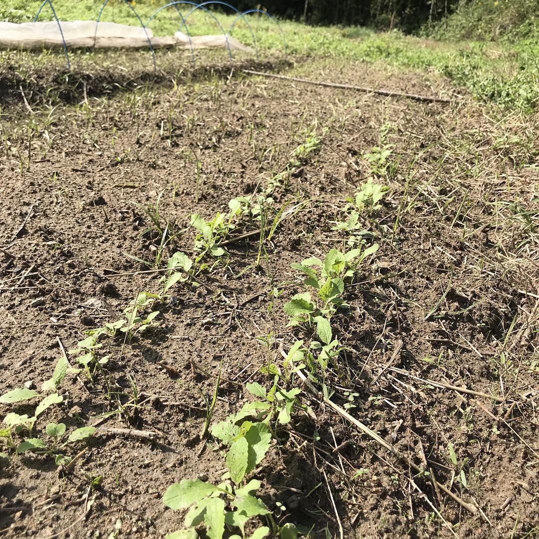 いろいろ撒きすぎると何を撒いたかわからなくなる(^_^;)#アブラナ科#最初はほぼ同じ#焼き鳥#イルフェソワフ