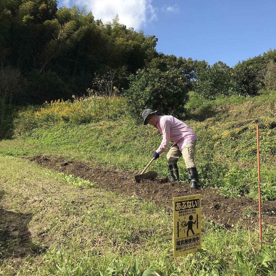 秋晴れ！今日も種播き#スナップえんどう#グリーンピース#空豆