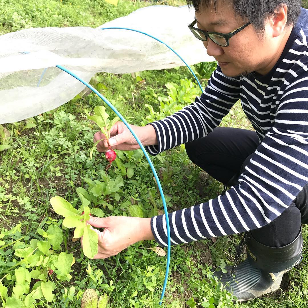 畑で収穫#ラディッシュ#ライム#レモン#熊ちゃん農園#イルフェソワフ