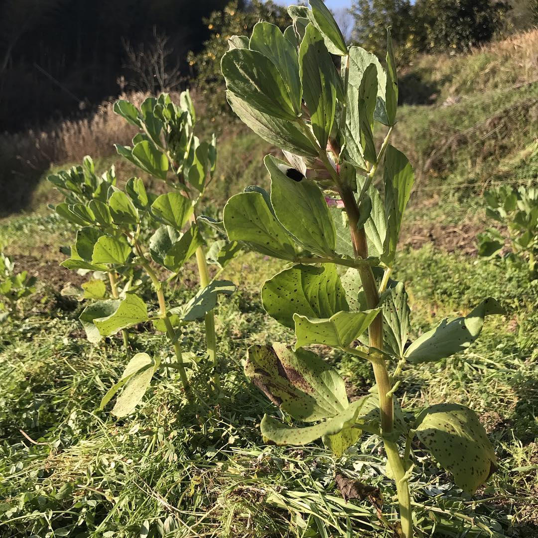 久しぶりの畑仕事#ソラマメ順調#イルフェソワフ#炭とワインと日本酒#いい天気です