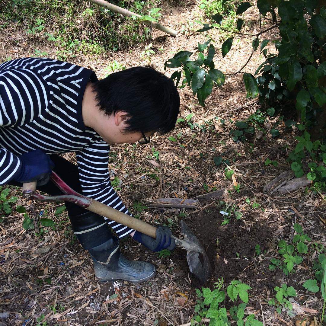 たけのこ掘りー。今年はあんまり採れません！イノシシの方が一足先みたい。焼たけのこやフリットになりますよー#イルフェソワフ#炭とワインと日本酒