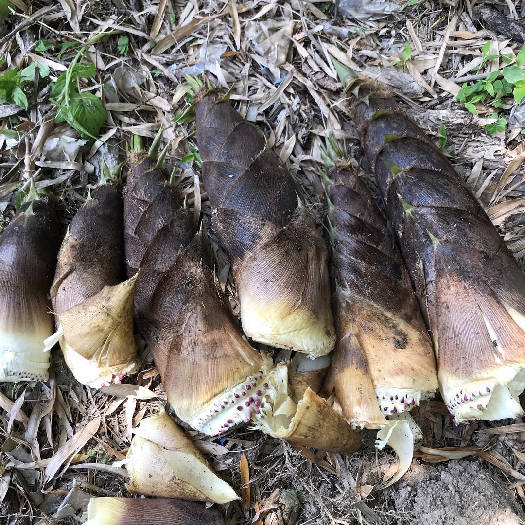 朝とってから直ぐにあく抜きしまーす#タケノコ掘り#イルフェソワフ#炭焼き#たけのこごはん#炭とワインと日本酒