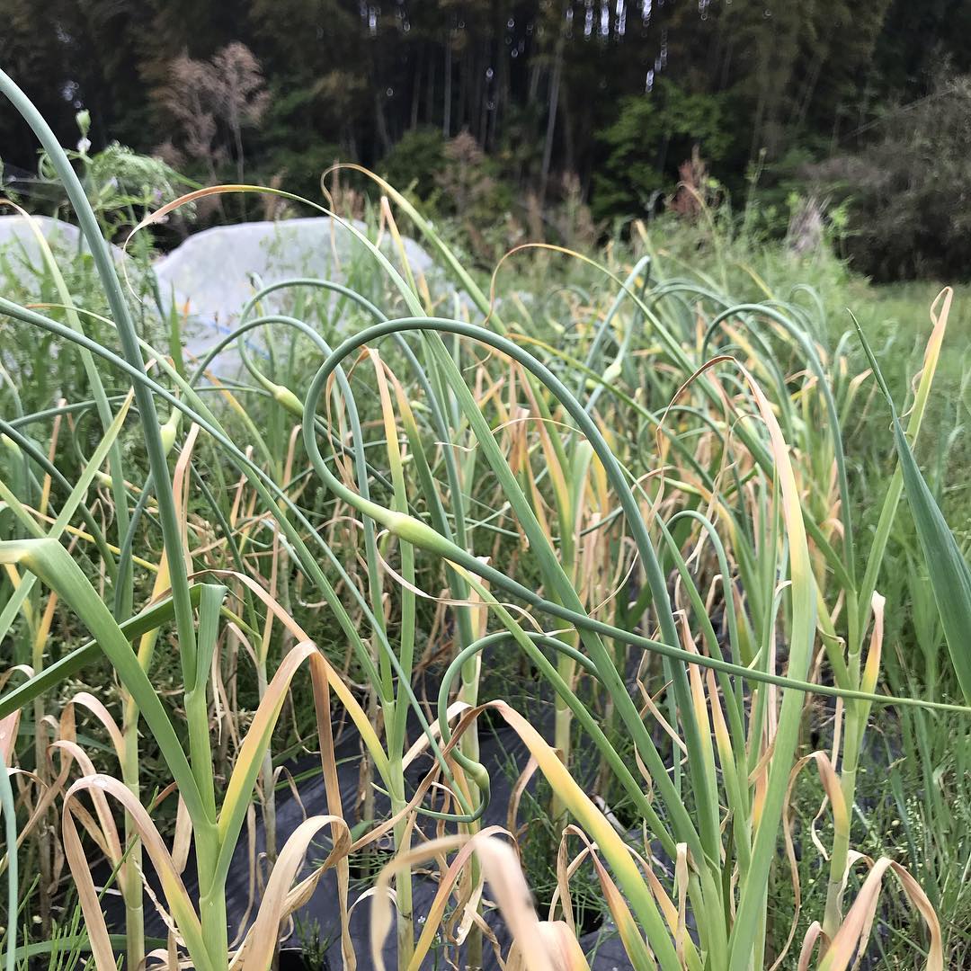今の時期に伸びるニンニクの芽#イルフェソワフ#炭とワインと日本酒#まかないかなぁ