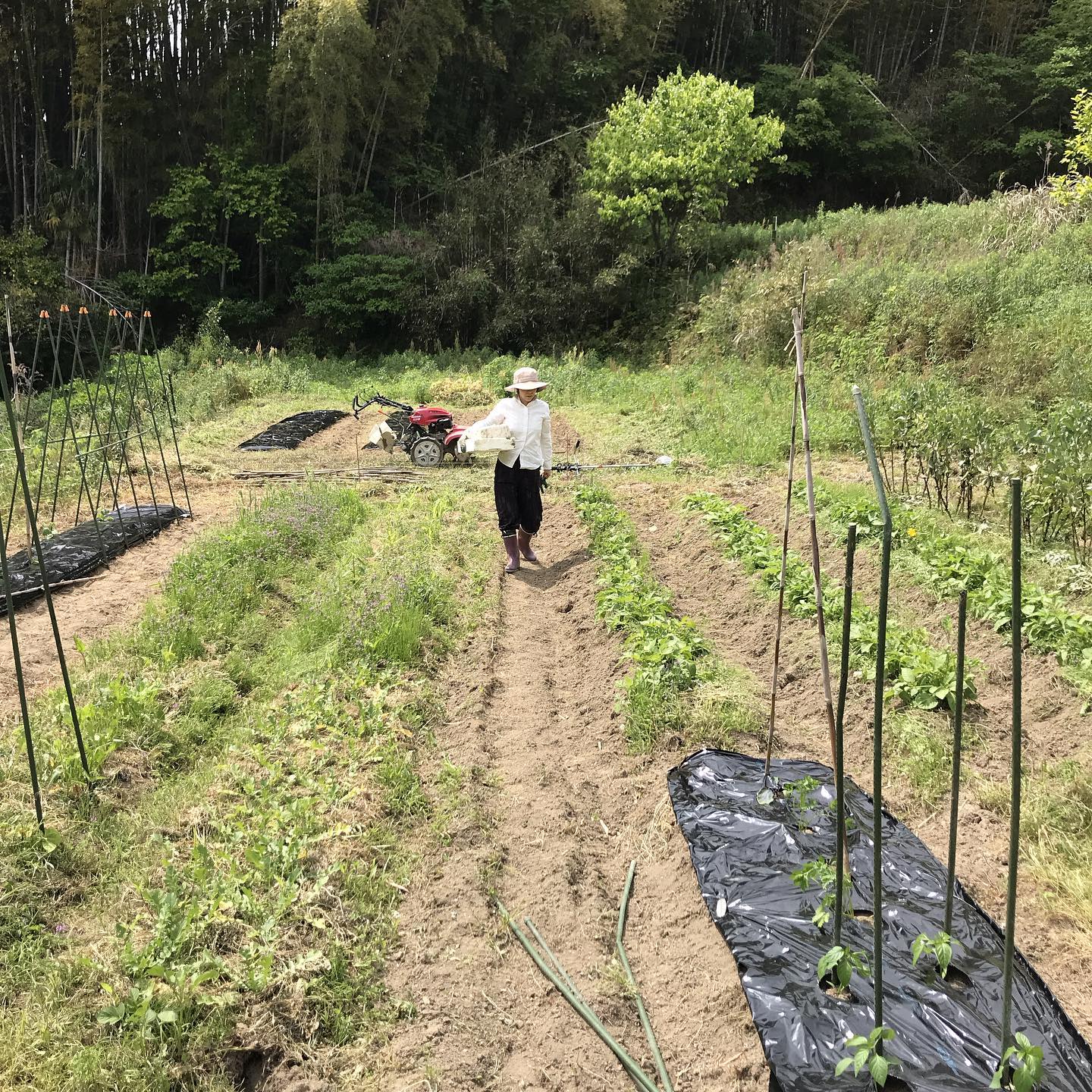 今日の畑丸オクラとトウガラシの種まき#たけのこはそろそろ終わり#グリーンピースいっぱいとれた#イルフェソワフ#炭とワインと日本酒