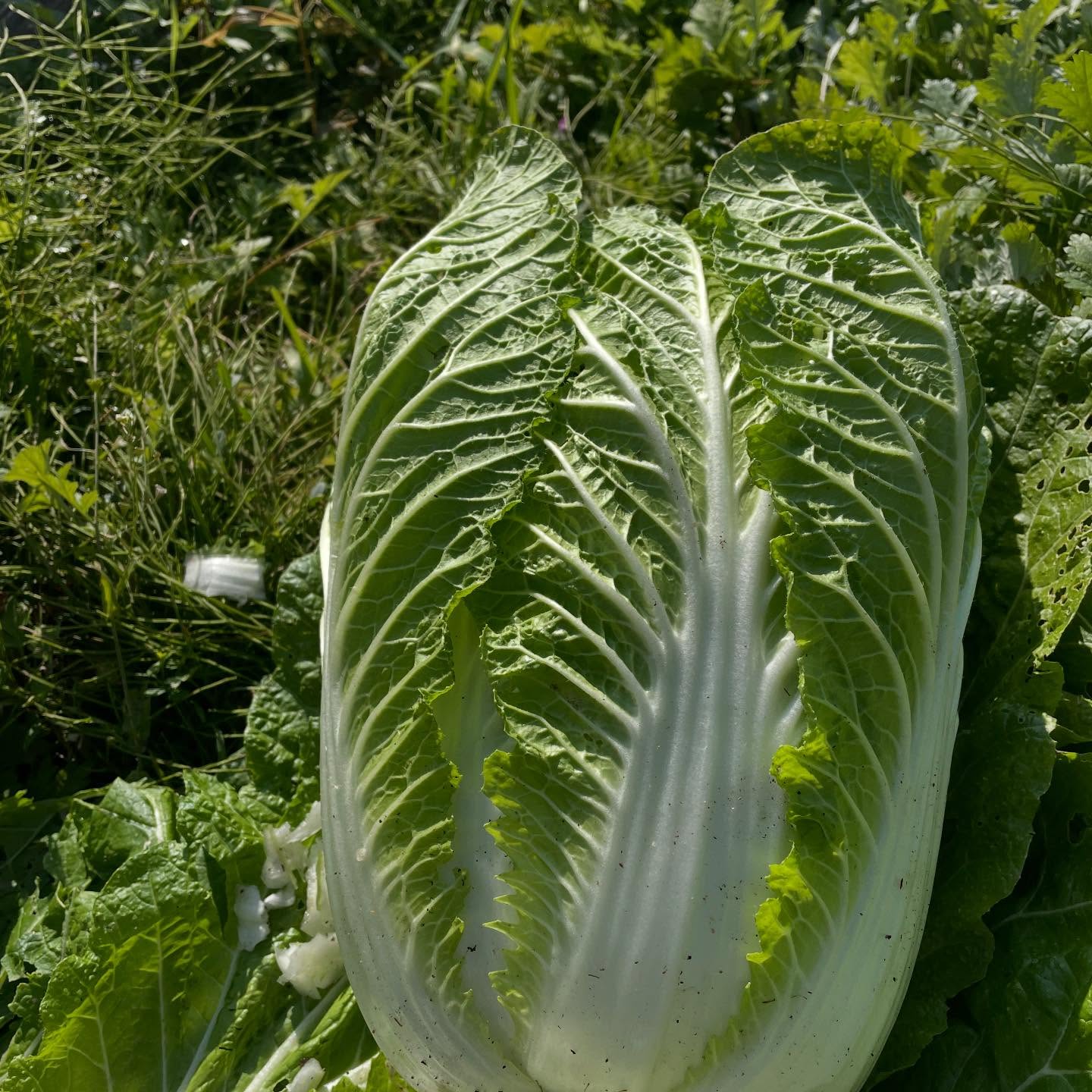 本日12/10は店休日です小さいですが今年初の白菜を収穫しましたーサラダでお出ししますね