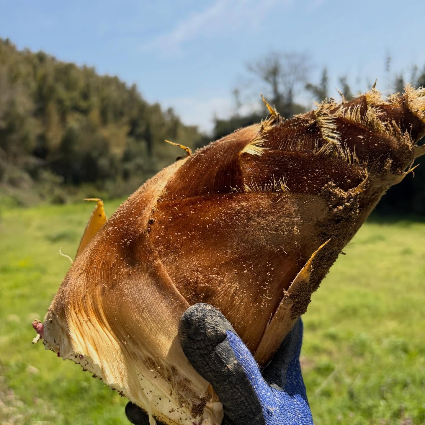 今年の初たけのこゲットしました！昨年に引き続き、今年もたけのこが少ないような気がします今から店に帰って仕込みをします本日は定休日になっております今日はお花見日和ですね