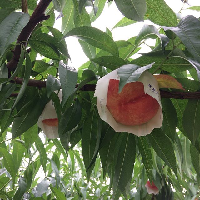 今の季節、うきは@赤司農園さんの桃が超オススメです！・お魚のカマスのマリネと桃のサラダ仕立て・桃とヨーグルトの冷製スープ・桃のコンポート(火入れ軽め)な感じでお出ししています。旬が短い桃を是非ご賞味くださいねお電話お待ちしてます！#イルフェソワフ #ワイン#日本酒 #薬院#警固