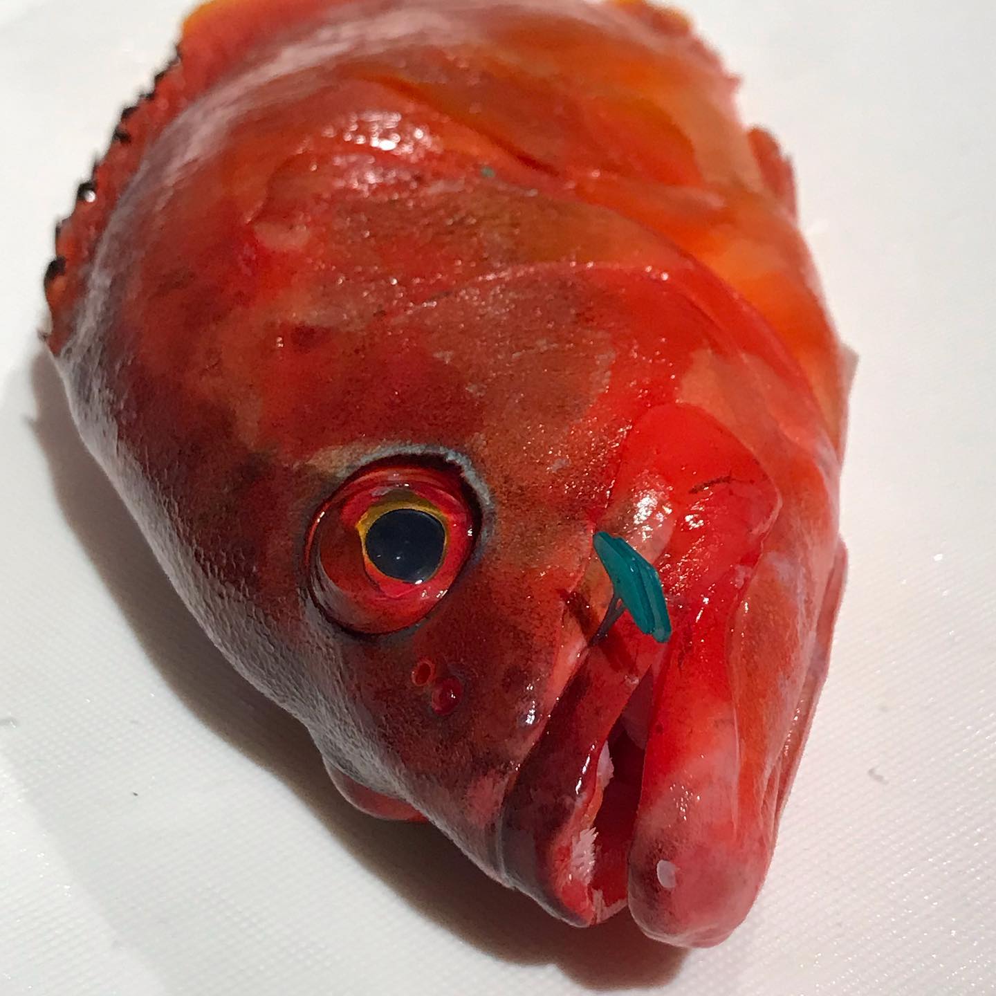 今日10/4のカルパッチョ&お刺身は、「アカハタ」です！お宝をゲットしたマッキーのテンションが上がってます。おそらく(^_^;)#イルフェソワフ #ワイン#日本酒 #薬院#警固