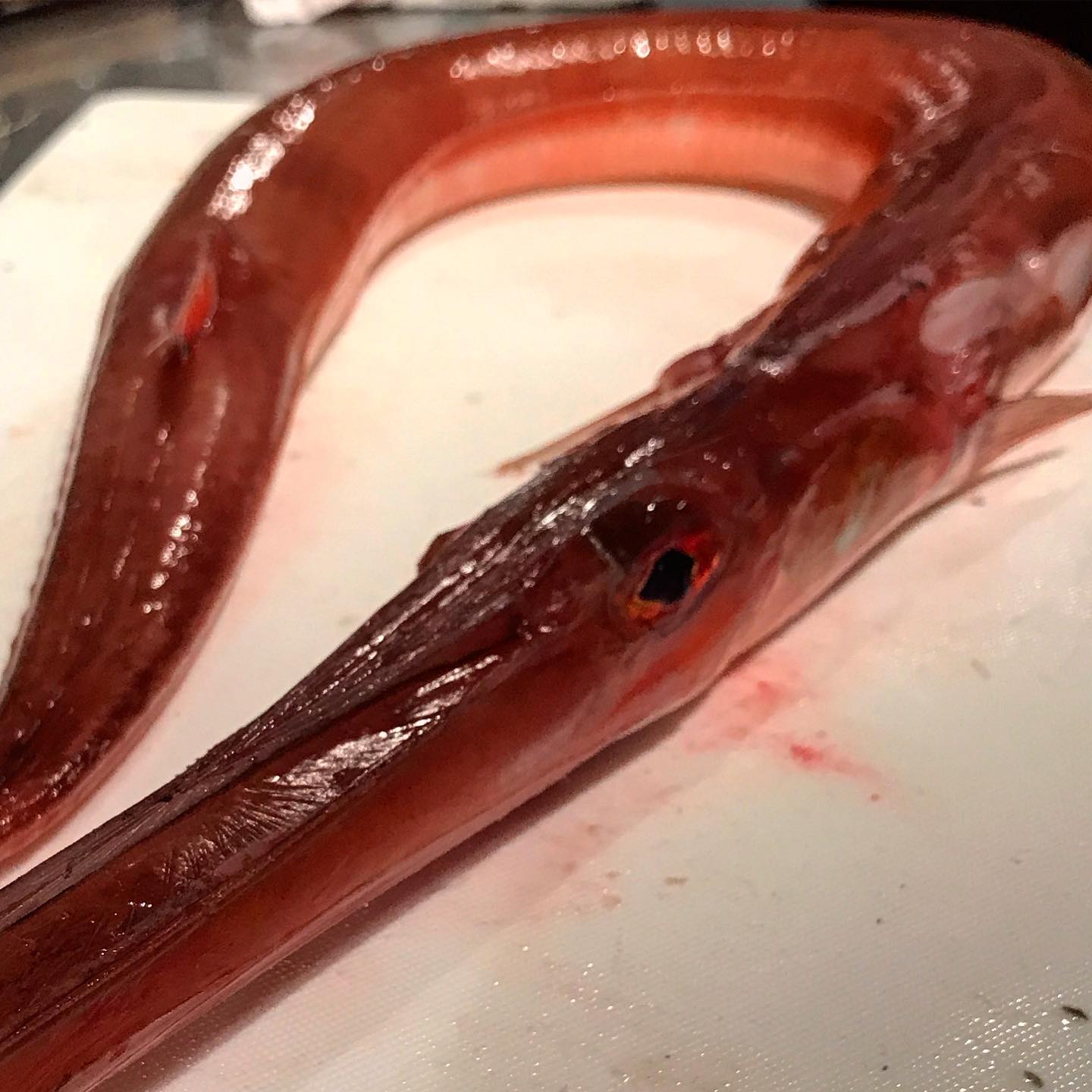 ヤガラです。マッキーさんによって今日からフリットになります。タルタルと一緒にどうぞ今日11/30もよろしくお願いします！#イルフェソワフ #ワイン#日本酒 #薬院#警固#ヤガラ