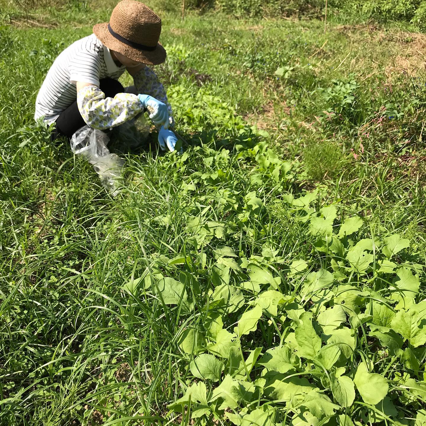 草と野菜。いい季節。今日もよろしくお願いします。#イルフェソワフ #ワイン#日本酒 #薬院#警固