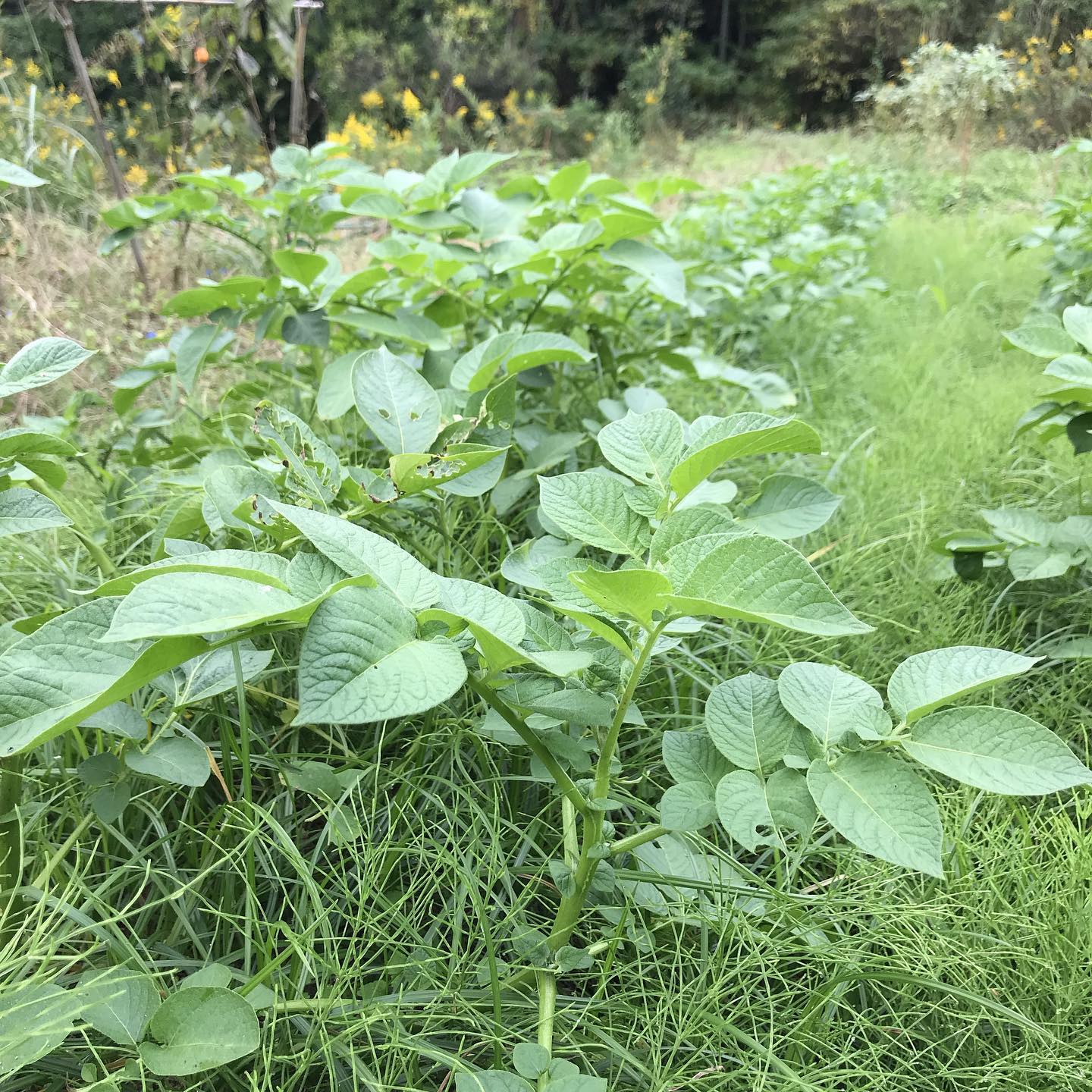 毎度のことながら、ほぼほぼほったらし。雑草と共存？するかのようにジャガイモが育ってます。当然ながら収穫量は極少だけど、たくましく育ったイモの味は絶品ですよ！もう少ししたら雑草もすき込んで土寄せしますね。ルッコラ、わさび菜、赤からし菜、ラディッシュなんぞも採れてます！#イルフェソワフ #ワイン#日本酒 #薬院#警固#うちの畑