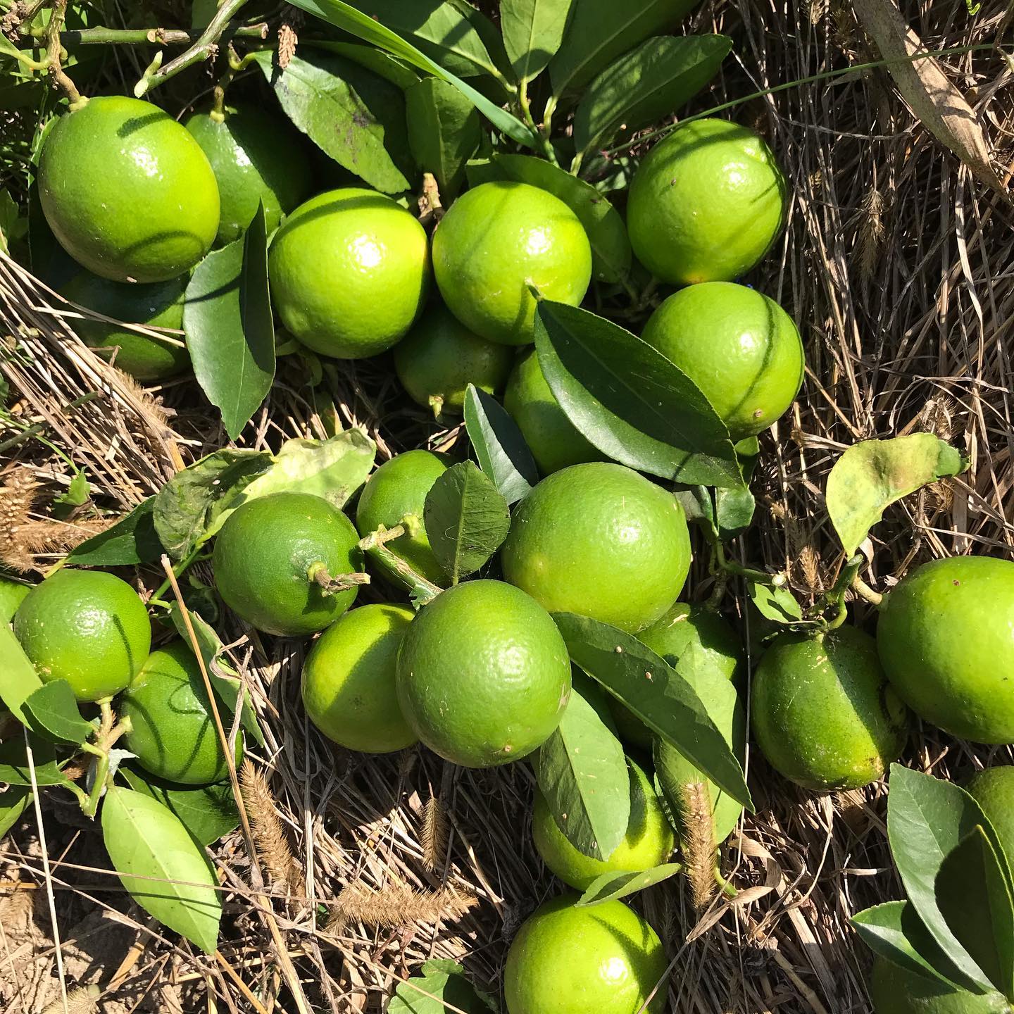 ライムサワーの仕込み中！国産のノーワックスライムは貴重品ですよー。ありがたや〜#イルフェソワフ #ワイン#日本酒 #薬院#警固#ライムサワー