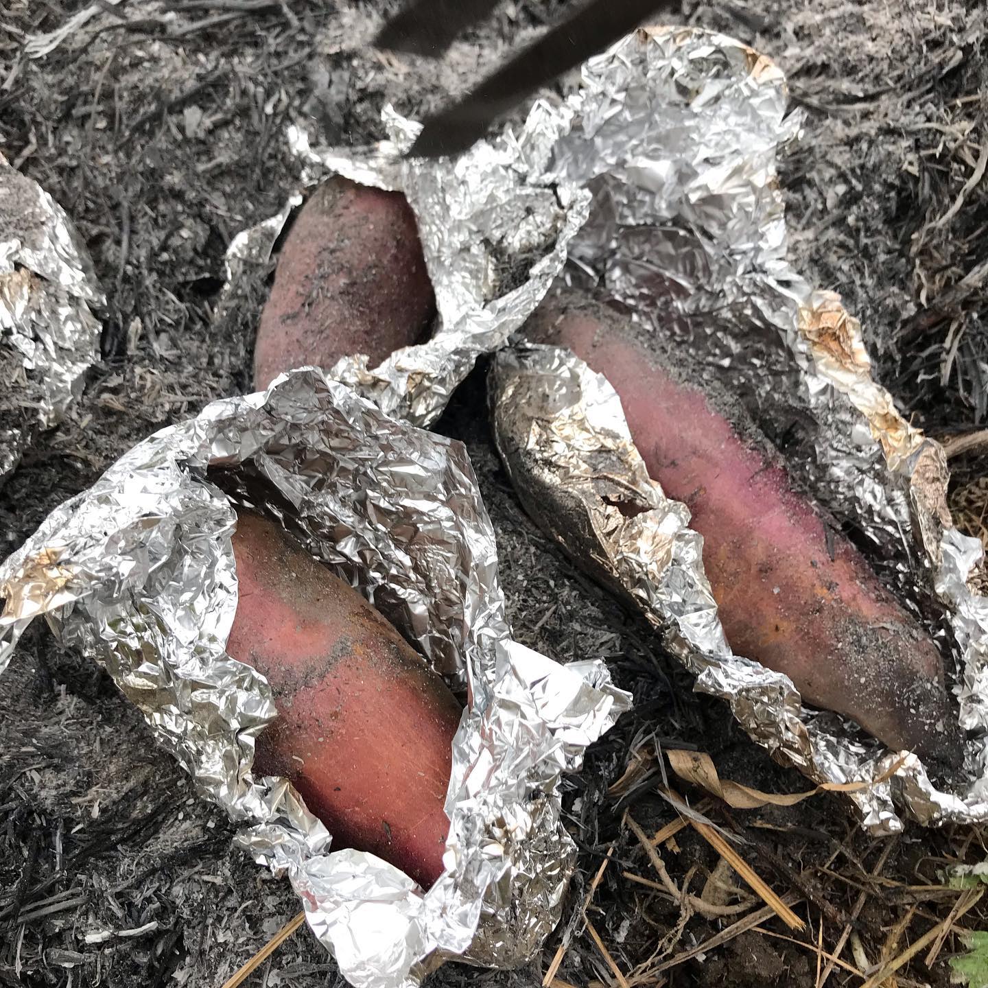 畑で焼き芋！焚き火での火入れは絶妙。想像以上に美味し#イルフェソワフ #ワイン#日本酒 #薬院#警固