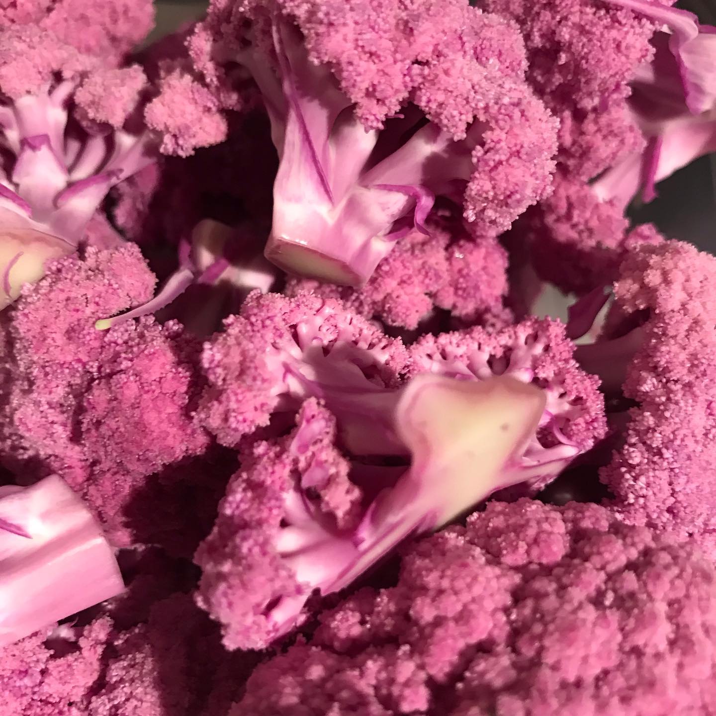 ピクルスに入れてる黄色や紫色のカリフラワー。「着色してるのですか？」と良く聞かれますが、もともとの自然な色ですのでご安心を(^^)ピクルスはタコと一緒にお出ししています。本日1/10まだカウンター空きがあります。よろしくお願いします。#イルフェソワフ #ワイン#日本酒 #薬院#警固#紫カリフラワー